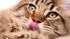 Ce să facă dacă pisica lins picăturile de la purici?